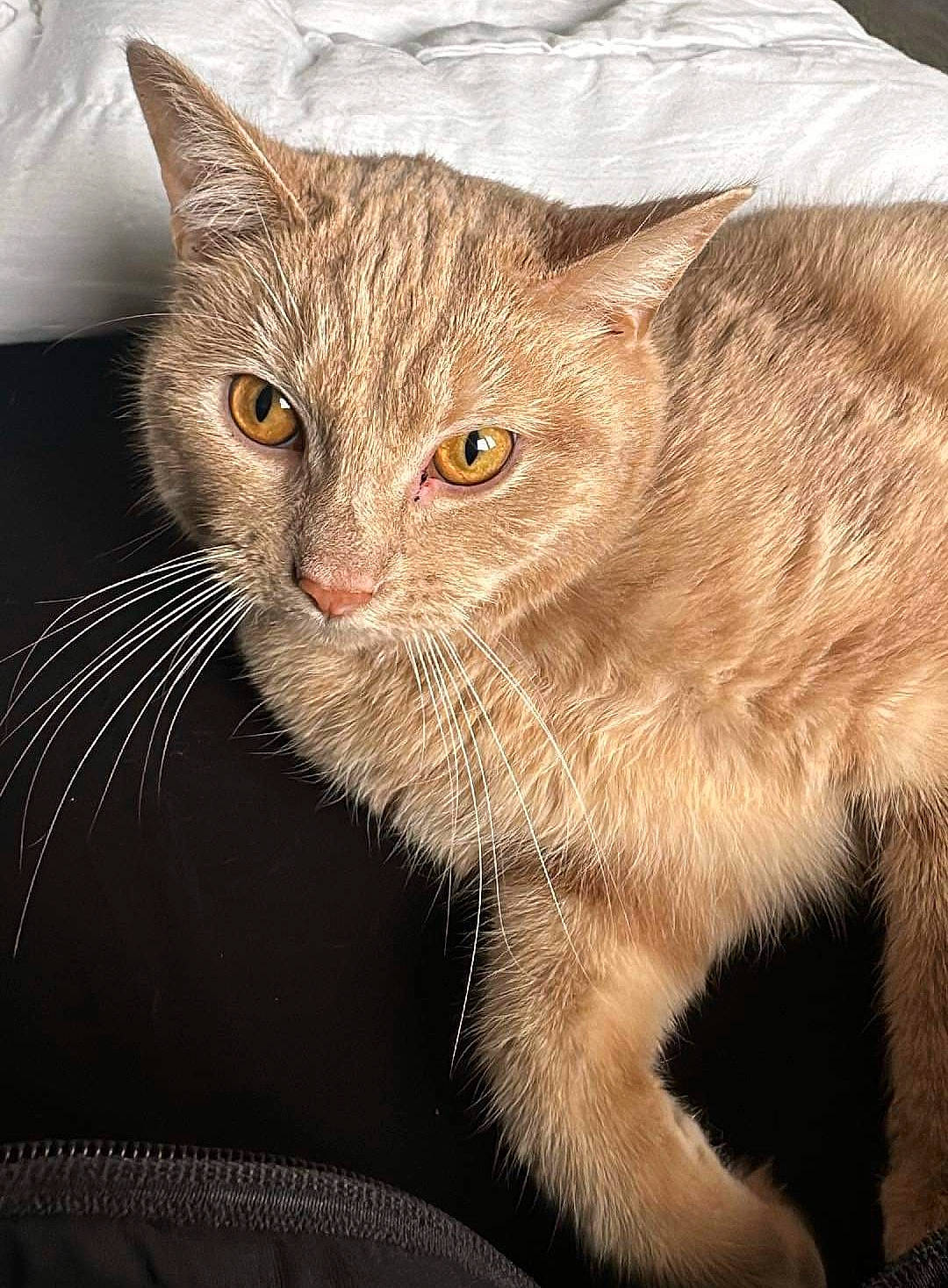 Garfield participe au concours pour gagner de l'argent avec cette photo : art, carnivore, cat, claw, domestic_short_haired_cat, ear, eye, fawn, felidae, fur, head, small_to_medium_sized_cats, snout, tail, terrestrial_animal, whiskers, wildlife, window