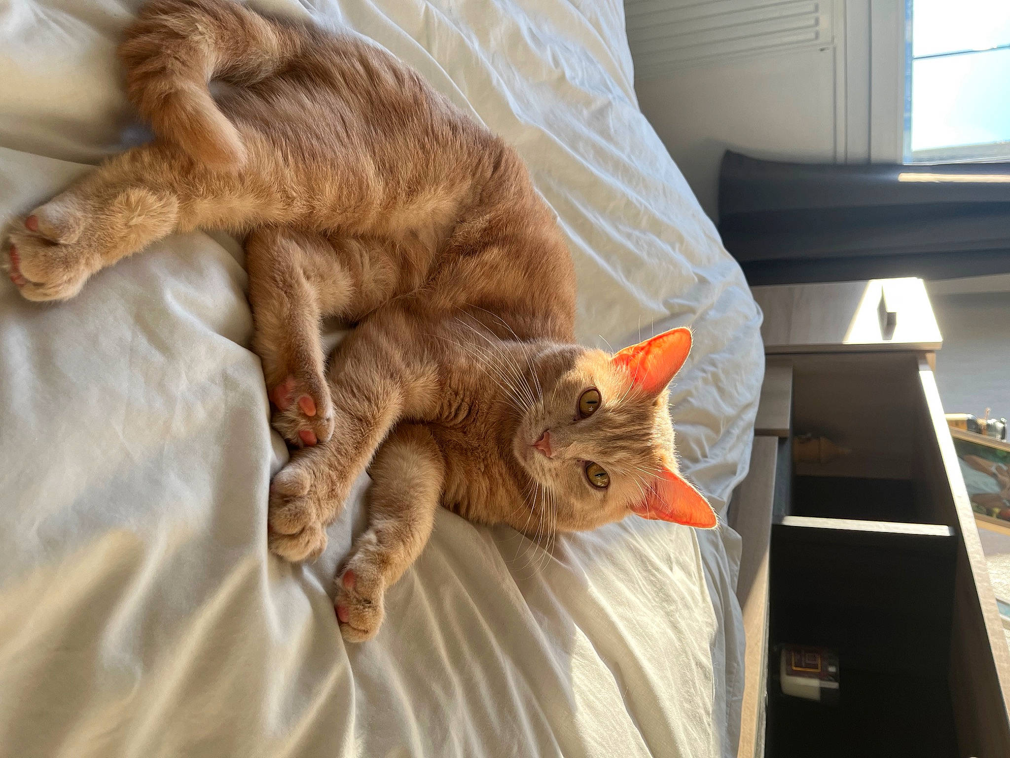 Garfield a rejoint le concours — aidez-le/la à gagner de superbes lots ! bed, carnivore, cat, claw, comfort, domestic_short_haired_cat, fawn, felidae, fur, linens, liver, nap, paw, room, small_to_medium_sized_cats, snout, tail, whiskers, window, wood