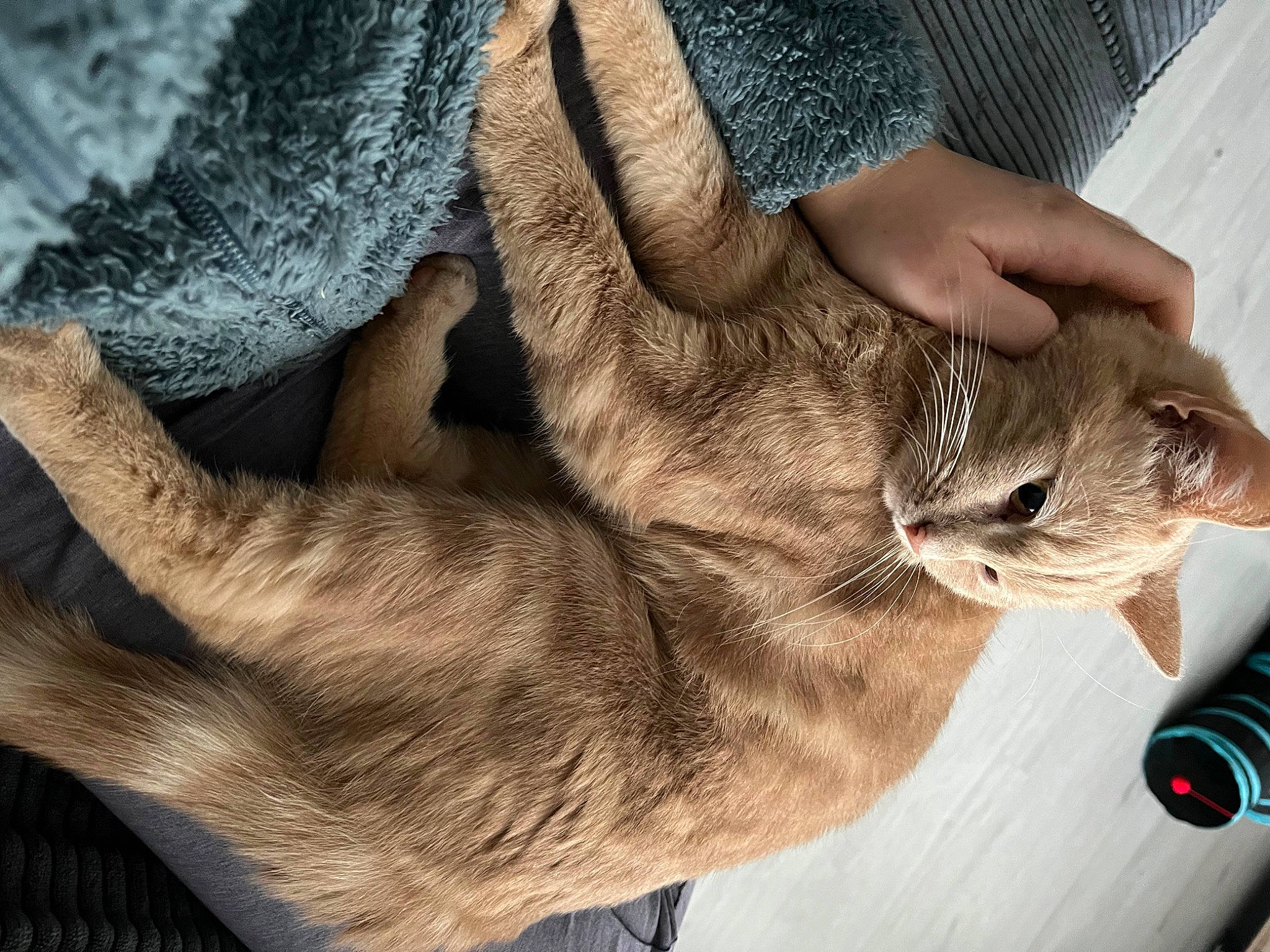 Garfield participe au concours pour gagner de l'argent avec cette photo : carnivore, cat, claw, comfort, dog_breed, domestic_short_haired_cat, fawn, felidae, finger, foot, fur, gesture, hand, human_leg, nail, paw, small_to_medium_sized_cats, tail, whiskers, wrinkle