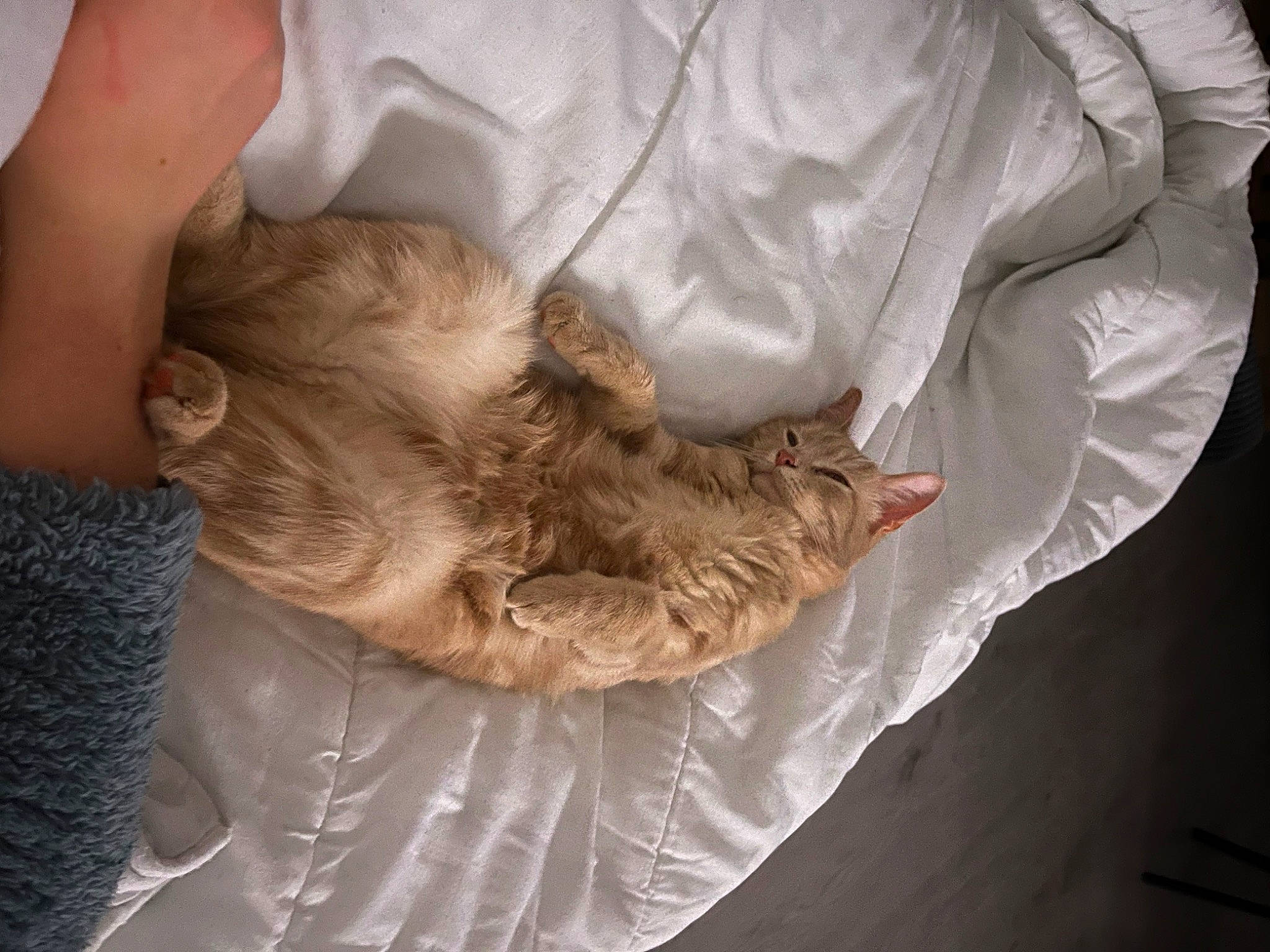 Garfiels participe au concours pour gagner de l'argent avec cette photo : carnivore, comfort, companion_dog, dog, dog_breed, felidae, fur, human_leg, linens, liver, nap, sleep, sleeve, sporting_group, toy_dog, whiskers, wrinkle