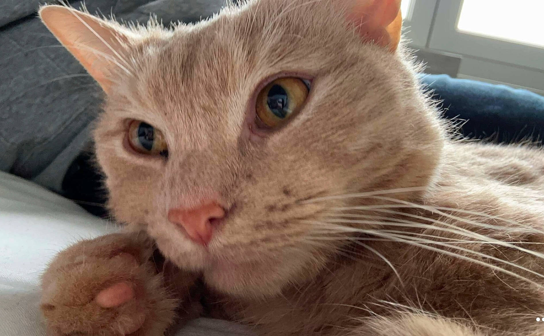 Garfiels a rejoint le concours — aidez-le/la à gagner de superbes lots ! carnivore, cat, cat_supply, claw, close_up, comfort, curious, domestic_short_haired_cat, ear, eye, fawn, felidae, fur, paw, pet_supply, small_to_medium_sized_cats, snout, whiskers, window