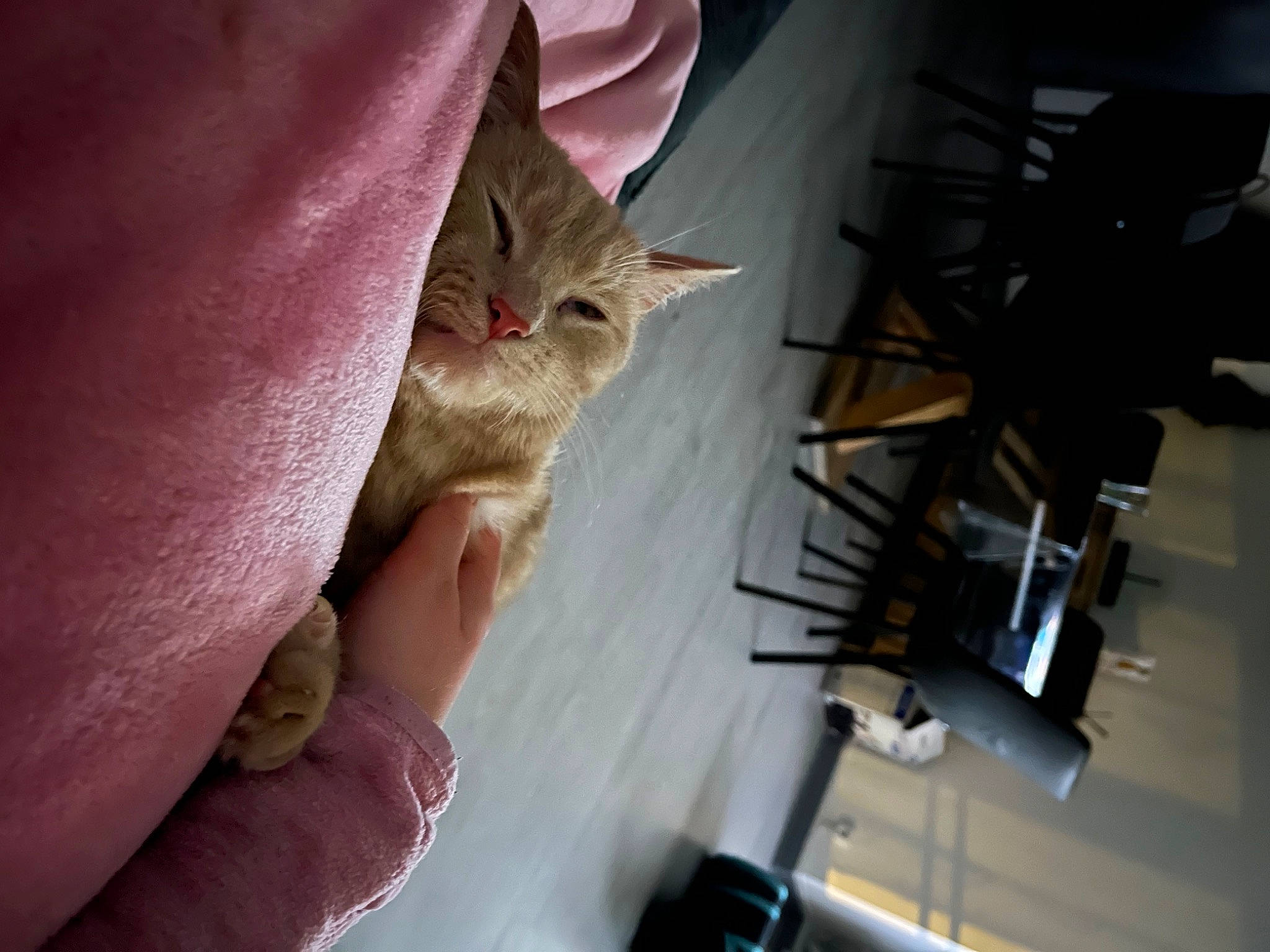 Garfiels a rejoint le concours — aidez-le/la à gagner de superbes lots ! cardboard, carnivore, cat, chair, comfort, domestic_short_haired_cat, fawn, felidae, flooring, fur, gesture, human_leg, nail, paper, paper_product, room, small_to_medium_sized_cats, tail, whiskers, wood