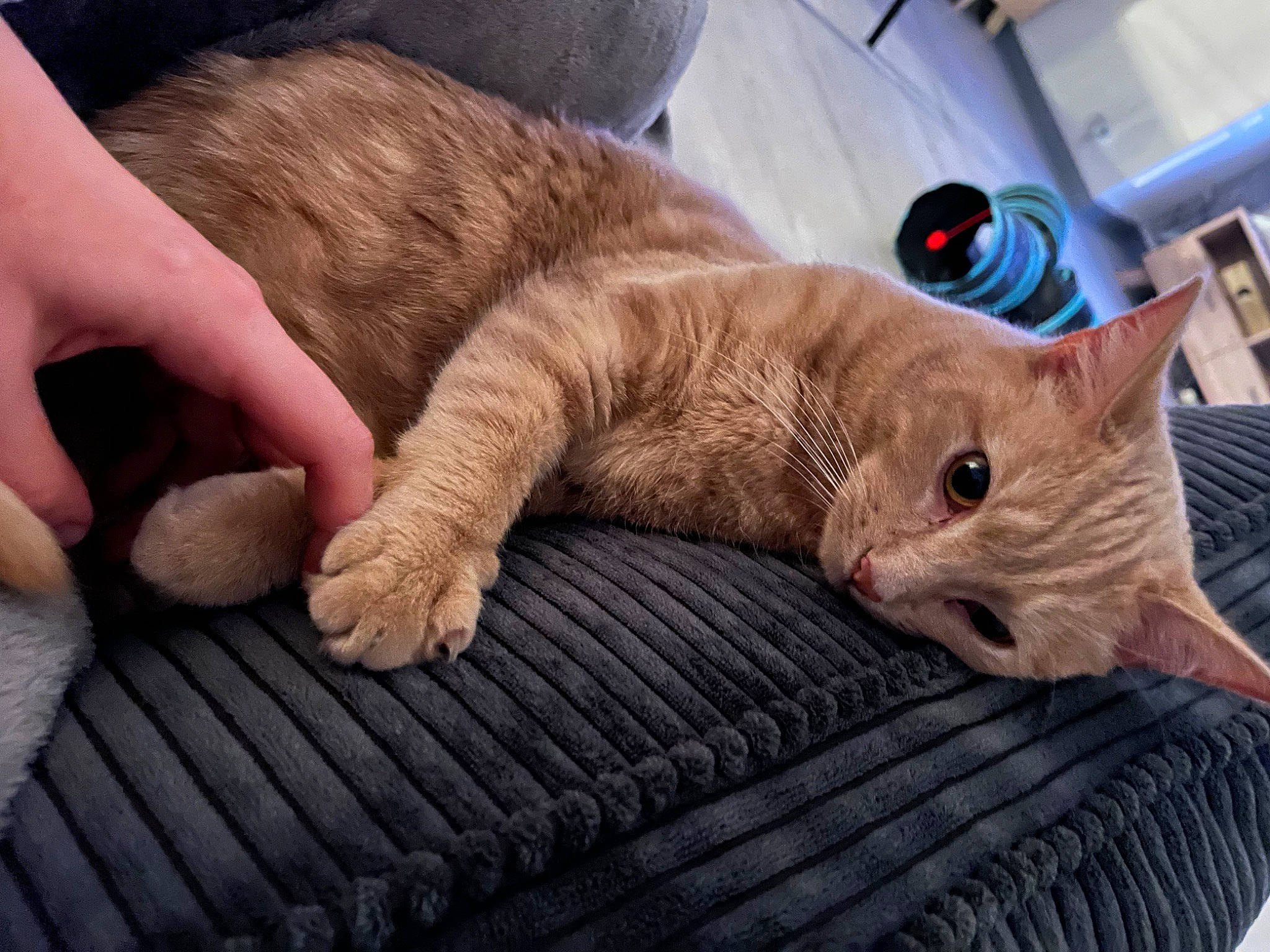 Garfiels a rejoint le concours — aidez-le/la à gagner de superbes lots ! carnivore, cat, claw, comfort, couch, domestic_short_haired_cat, fawn, felidae, fur, home_appliance, linens, nail, nap, paw, small_to_medium_sized_cats, snout, tail, whiskers, wood