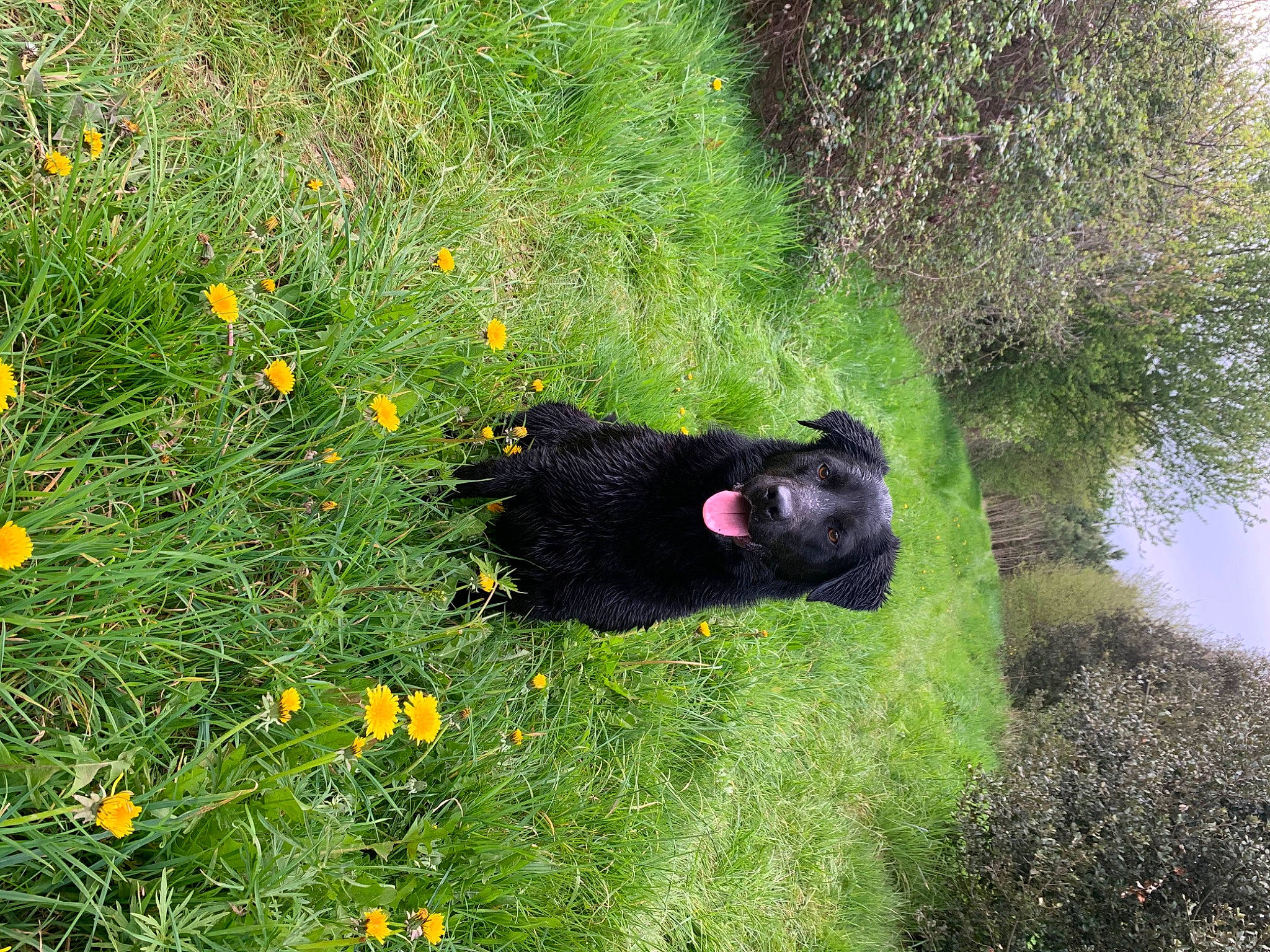 Oxy participe au concours pour gagner de l'argent avec cette photo : annual_plant, carnivore, ecoregion, flower, flowering_plant, grass, grass_family, grassland, groundcover, herbaceous_plant, landscape, meadow, natural_landscape, pasture, plant, plant_community, prairie, shrub, tail, terrestrial_animal