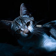 Azaelle a rejoint le concours — aidez-le/la à gagner de superbes lots ! cat, tabby, whiskers, closeup, low_light, portrait, animal, pet, feline, curious, indoor, shadow, dramatic_lighting, blue_tone, soft_focus, eyes, fur, cute, resting, mystery