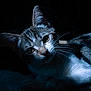 cat, tabby, whiskers, closeup, low_light, portrait, animal, pet, feline, curious, indoor, shadow, dramatic_lighting, blue_tone, soft_focus, eyes, fur, cute, resting, mystery