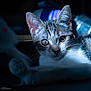 Azaelle participe au concours pour gagner de l'argent avec cette photo : cat, close_up, blue_light, fur, whiskers, eyes, pet, animal, portrait, indoor, soft_light, focus, curious, tabby, relaxing, dark_background, shadow, cute, feline