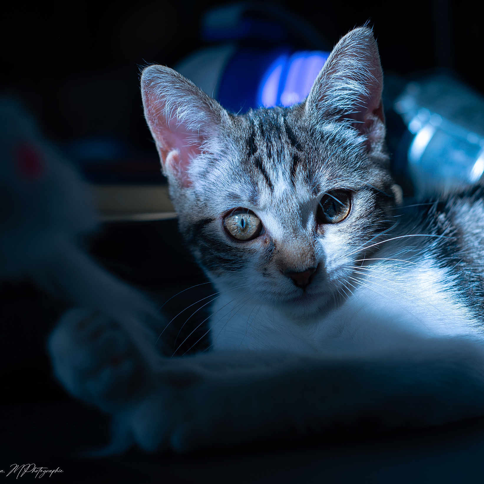 Azaelle participe au concours pour gagner de l'argent avec cette photo : animal, blue_light, cat, close_up, curious, cute, dark_background, eyes, feline, focus, fur, indoor, pet, portrait, relaxing, shadow, soft_light, tabby, whiskers