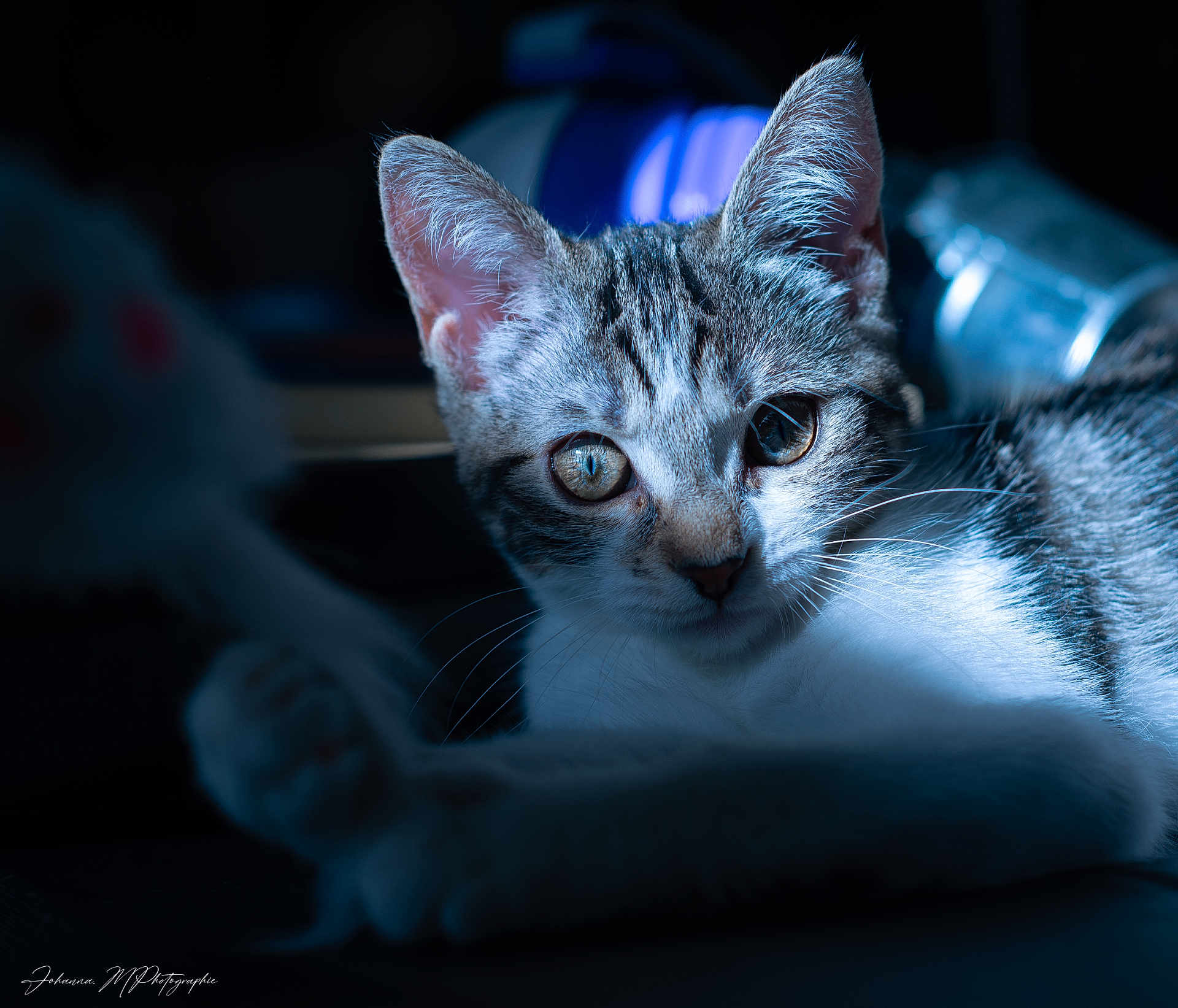 Azaelle participe au concours pour gagner de l'argent avec cette photo : cat, close_up, blue_light, fur, whiskers, eyes, pet, animal, portrait, indoor, soft_light, focus, curious, tabby, relaxing, dark_background, shadow, cute, feline
