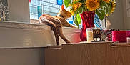Miso joined the competition — help win amazing prizes! cat, orange_tabby, windowsill, sunflowers, red_vase, stained_glass_window, sunlight, wooden_furniture, indoor, decor, flower_bouquet, relaxing_cat, daylight, plant, window, vibrant_colors, cozy, pet, home, still_life