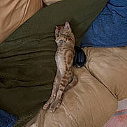 Miso joined the competition — help win amazing prizes! cat, kitten, ginger_cat, sleeping, couch, blanket, pillow, indoor, pet, feline, relaxed, cozy, stretching, fur, whiskers, paw, animal, home, nap, cute