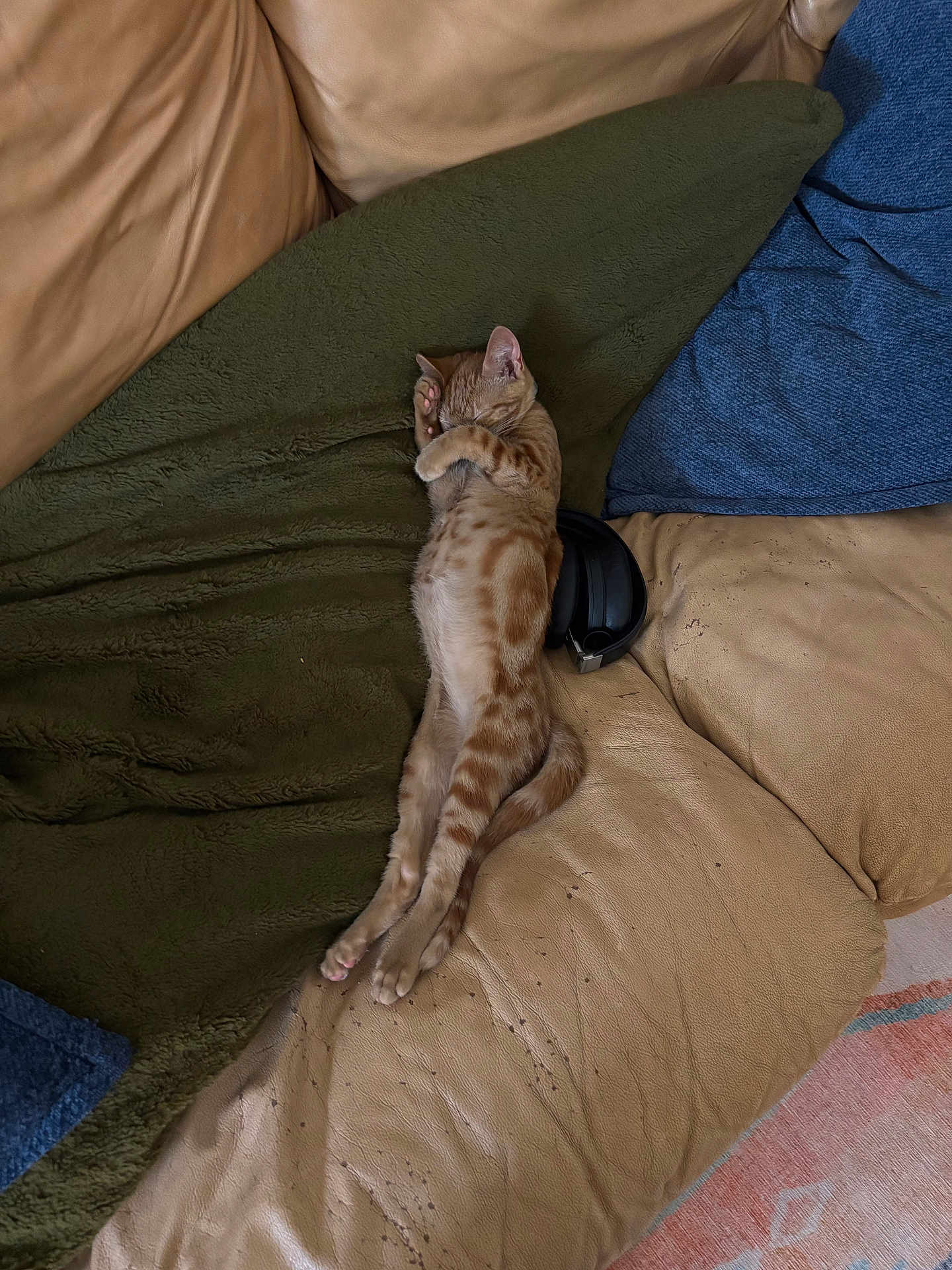 Miso joined the competition — help win amazing prizes! cat, kitten, ginger_cat, sleeping, couch, blanket, pillow, indoor, pet, feline, relaxed, cozy, stretching, fur, whiskers, paw, animal, home, nap, cute