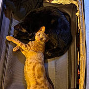 Dobby joined the competition — help win amazing prizes! cat, black_cat, orange_cat, feline, pets, sleeping, snuggling, suitcase, travel, indoor, cozy, resting, fur, animal, domestic_animal, companion, cute, relaxing, closeup, warm_lighting