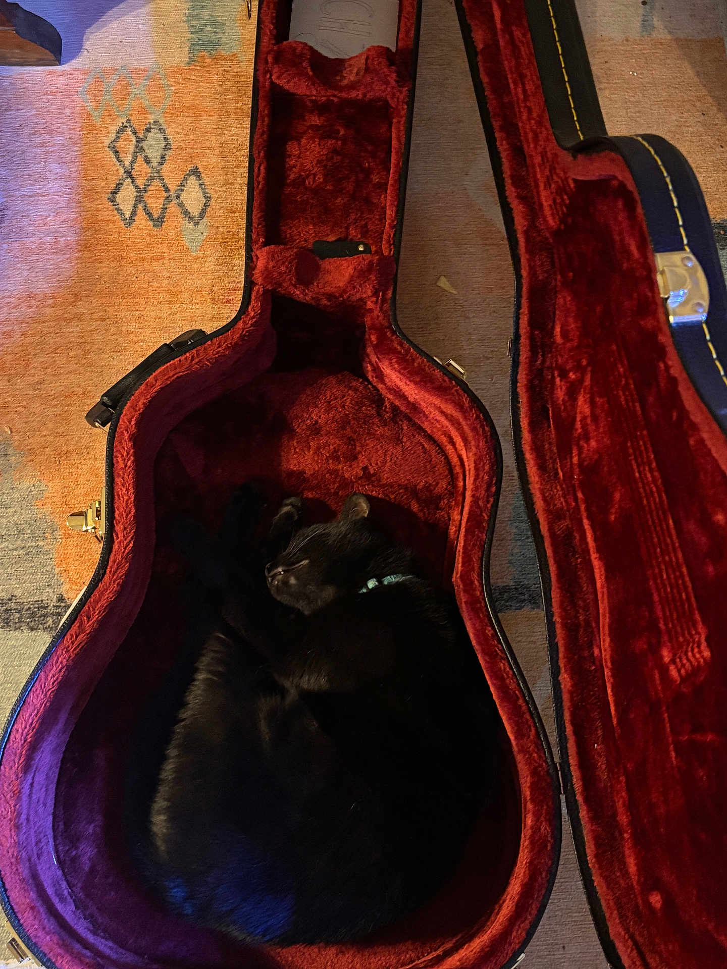 Dobby joined the competition — help win amazing prizes! cat, black_cat, sleeping, guitar_case, plush_interior, curled_up, cozy, indoor, carpet, patterned_rug, furry, pet, resting, soft_texture, animal, domestic, feline, quiet, relaxation, home