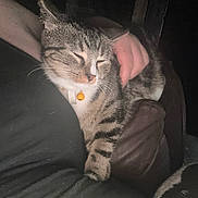 Shadow joined the competition — help win amazing prizes! cat, tabby_cat, pet, sleeping, person, hand, lap, collar, bell, indoor, cozy, feline, resting, animal, fur, striped, comfort, dark, closeup, relaxation