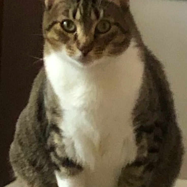 Brighid joined the competition — help win amazing prizes! animal, cat, closeup, companion, curious_eyes, cute, domestic_cat, ears, face, feline, fur, indoor, looking, mammal, pet, sitting, tabby, whiskers, white_chest, white_paws