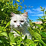 cat, white_cat, green_leaves, plants, outdoor, nature, blue_sky, sunlight, animal, pet, fur, whiskers, close_up, daytime, leafy, flora, garden, curious, wildlife, mammal