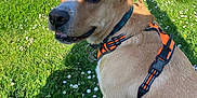 Gaou a rejoint le concours — aidez-le/la à gagner de superbes lots ! dog, animal, pet, grass, outdoor, greenery, flower, daisy, harness, canine, nature, sunlight, park, summer, sitting, friendly, curious, daylight, mammal, collar