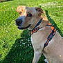 dog, animal, pet, grass, outdoor, greenery, flower, daisy, harness, canine, nature, sunlight, park, summer, sitting, friendly, curious, daylight, mammal, collar