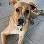 dog, tan_dog, pet, lying_down, floor, tile_floor, indoor, collar, tag, looking_up, ears, legs, brown_eyes, canine, animal, domestic_animal, resting, curious, metal_chair, furniture