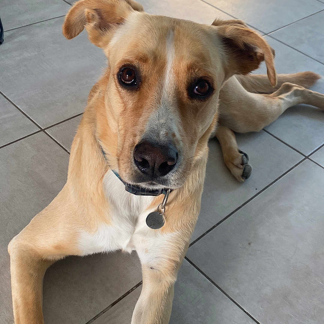 Gaou a rejoint le concours — aidez-le/la à gagner de superbes lots ! animal, brown_eyes, canine, collar, curious, dog, domestic_animal, ears, floor, furniture, indoor, legs, looking_up, lying_down, metal_chair, pet, resting, tag, tan_dog, tile_floor