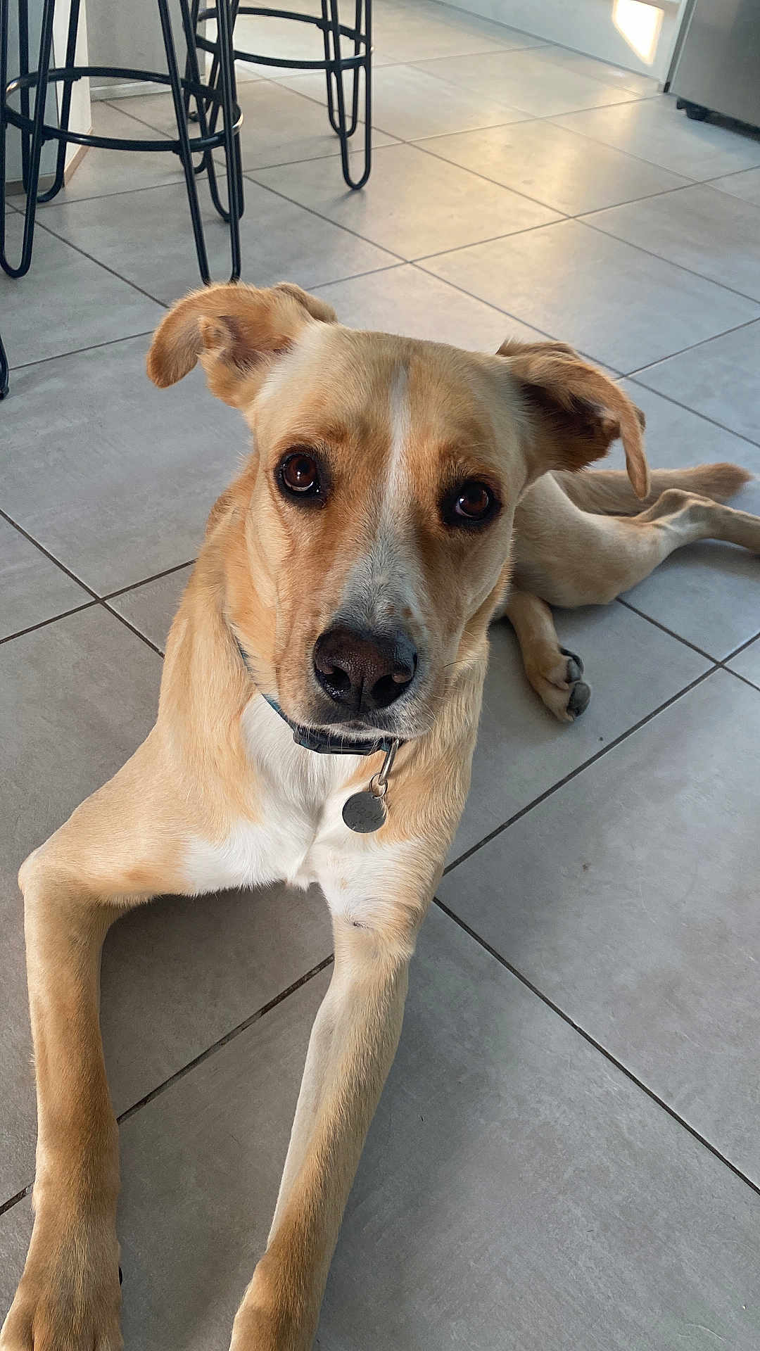 Gaou a rejoint le concours — aidez-le/la à gagner de superbes lots ! dog, tan_dog, pet, lying_down, floor, tile_floor, indoor, collar, tag, looking_up, ears, legs, brown_eyes, canine, animal, domestic_animal, resting, curious, metal_chair, furniture