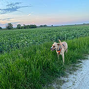 Gaou a rejoint le concours — aidez-le/la à gagner de superbes lots ! dog, field, grass, orange_harness, sunset, sky, clouds, trees, path, outdoor, canine, nature, greenery, landscape, animal, walking, rural, daylight, happy, pet