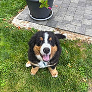 Baloo a rejoint le concours — aidez-le/la à gagner de superbes lots ! puppy, dog, bernese_mountain_dog, grass, outdoor, plant_pot, pavement, happy, smiling, cute, pet, animal, fur, black, brown, white, tongue, sitting, nature, garden