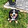 Baloo