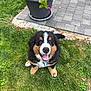 puppy, dog, bernese_mountain_dog, grass, outdoor, plant_pot, pavement, happy, smiling, cute, pet, animal, fur, black, brown, white, tongue, sitting, nature, garden