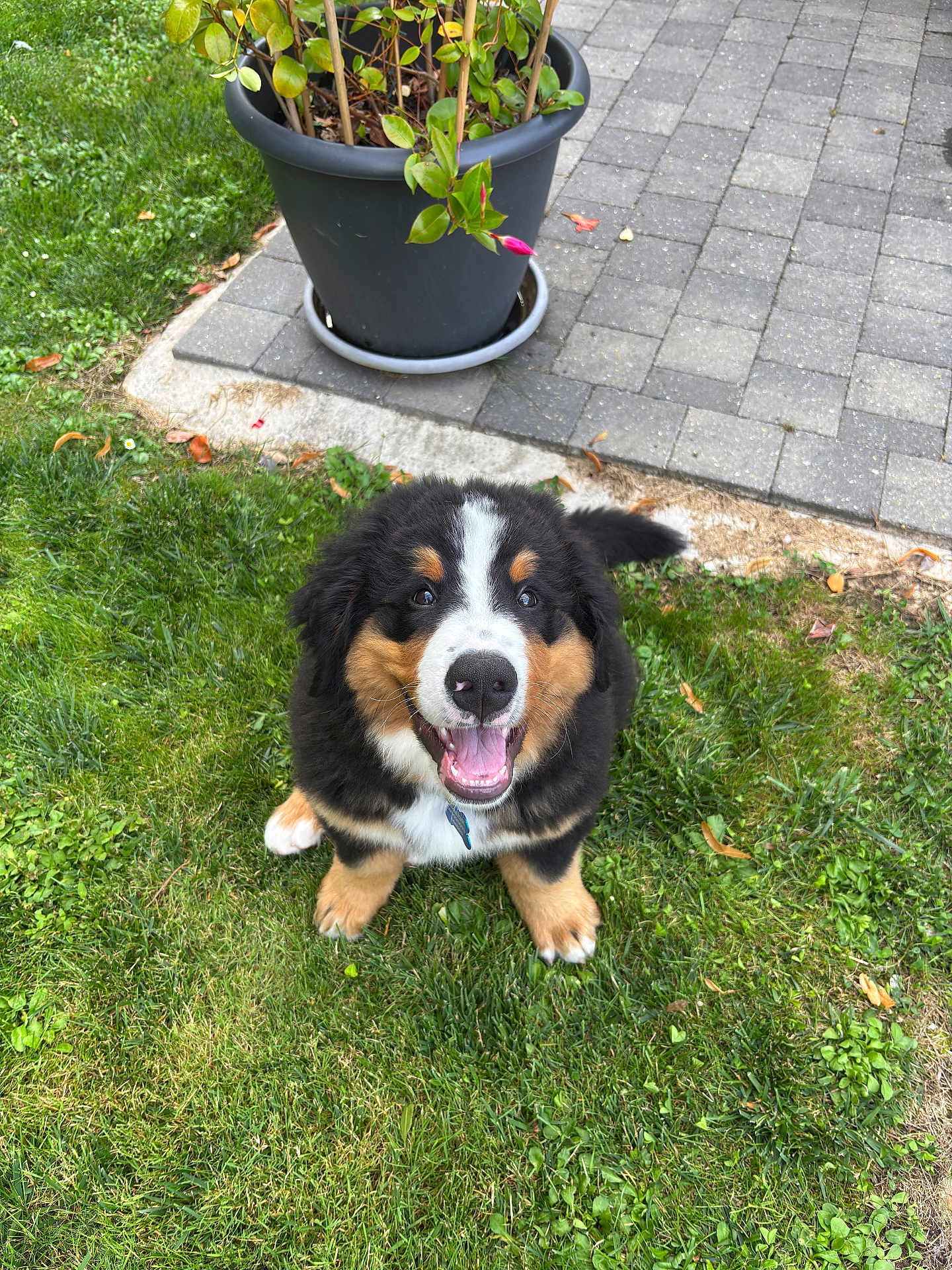 Baloo a rejoint le concours — aidez-le/la à gagner de superbes lots ! puppy, dog, bernese_mountain_dog, grass, outdoor, plant_pot, pavement, happy, smiling, cute, pet, animal, fur, black, brown, white, tongue, sitting, nature, garden