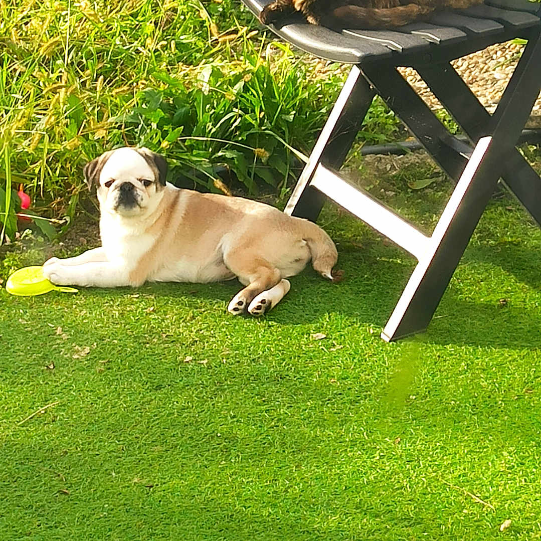 Vanille participe au concours pour gagner de l'argent avec cette photo : animal, backyard, ball, canine, cat, chair, cutlery, dog, furniture, grass, lawn, leaf, nature, outdoors, pet, plant, puppy, spoon, summer, yard