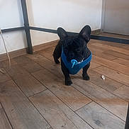 Gizmo participe au concours pour gagner de l'argent avec cette photo : animal, black_dog, blue_harness, canine, dog, domestic, ears, floor, four_legs, french_bulldog, house, indoor, pacifier, pet, pet_accessory, puppy, room, small_dog, standing, wooden_floor