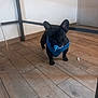 animal, black_dog, blue_harness, canine, dog, domestic, ears, floor, four_legs, french_bulldog, house, indoor, pacifier, pet, pet_accessory, puppy, room, small_dog, standing, wooden_floor