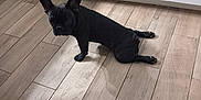 Gizmo participe au concours pour gagner de l'argent avec cette photo : animal, appliance, bostonbull, bulldog, canine, device, dog, electricaldevice, frenchbulldog, hardwood, indoors, interiordesign, microwave, oven, pet, plywood, pug, puppy, wood