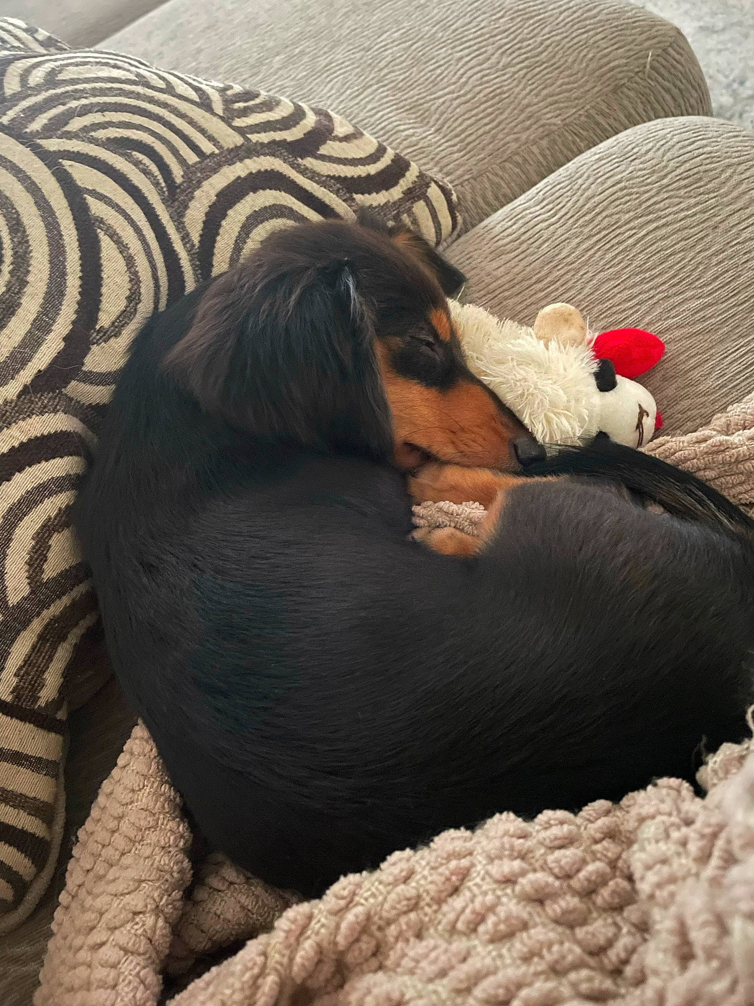 Lucy is registered to the contest to win money with this photo: bedding, canidae, carnivore, comfort, companion_dog, dog, dog_breed, fur, grey, guard_dog, linens, liver, mammal, nap, sleep, sporting_group, terrestrial_animal, vertebrate, wildlife, working_animal