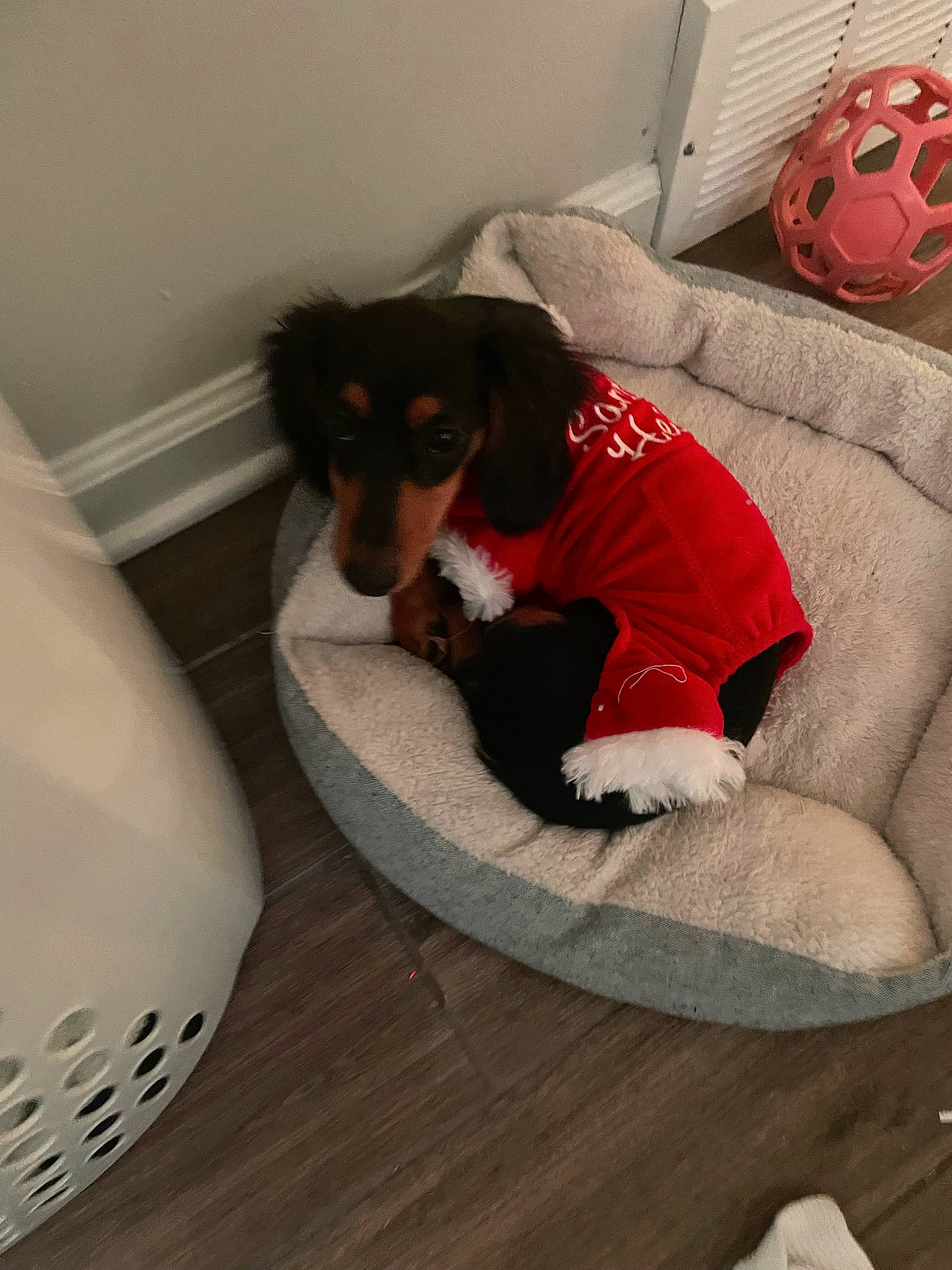 Lucy joined the competition — help win amazing prizes! bean_bag, canidae, carnivore, comfort, companion_dog, couch, dog, dog_bed, dog_breed, dog_supply, floor, flooring, fur, linens, mammal, pet_supply, pillow, sporting_group, sports_equipment, working_animal