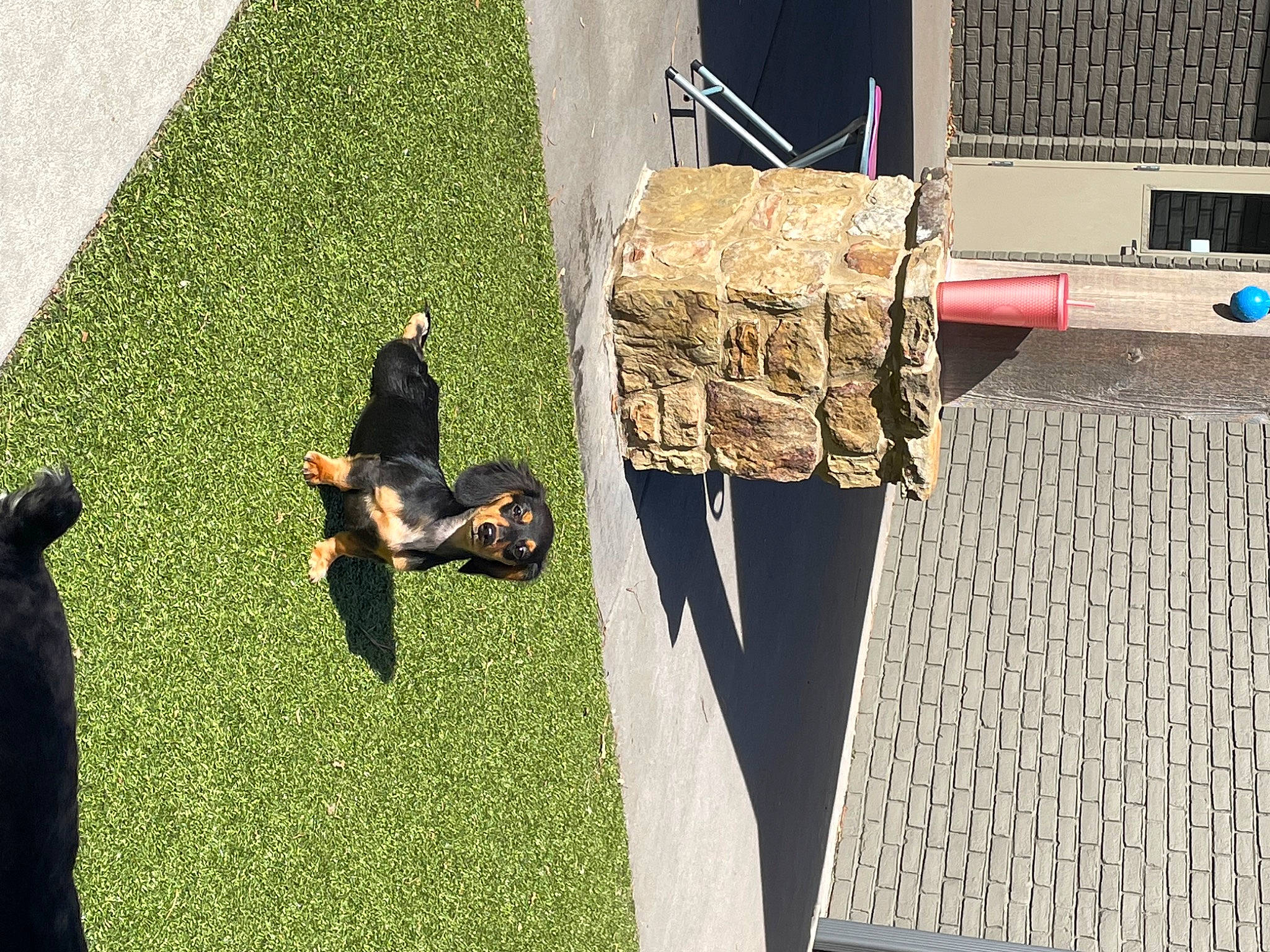 Lucy joined the competition — help win amazing prizes! artificial_turf, asphalt, brick, facade, fashion_accessory, flooring, grass, landscape, lawn, leisure, plant, road_surface, roof, shadow, sidewalk, siding, tints_and_shades, vertebrate, wood, yard