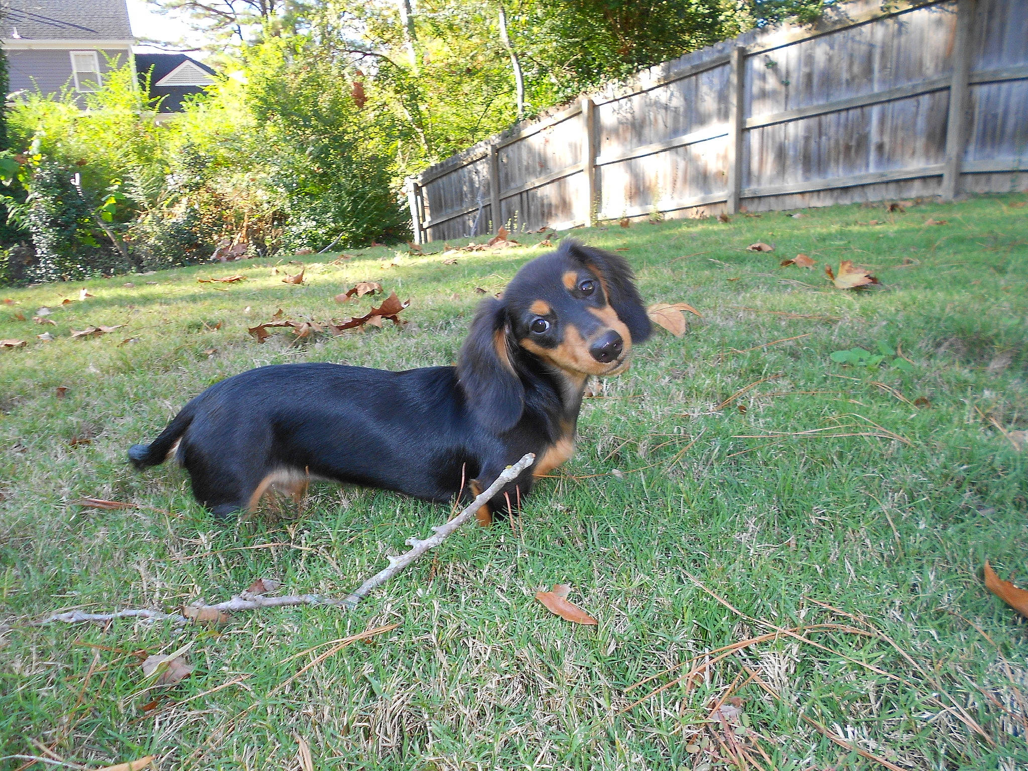 Lucy joined the competition — help win amazing prizes! canidae, carnivore, companion_dog, dog, dog_breed, fence, grass, guard_dog, home_fencing, hound, hunting_dog, plant, scent_hound, sporting_group, tree, window, working_dog, yard