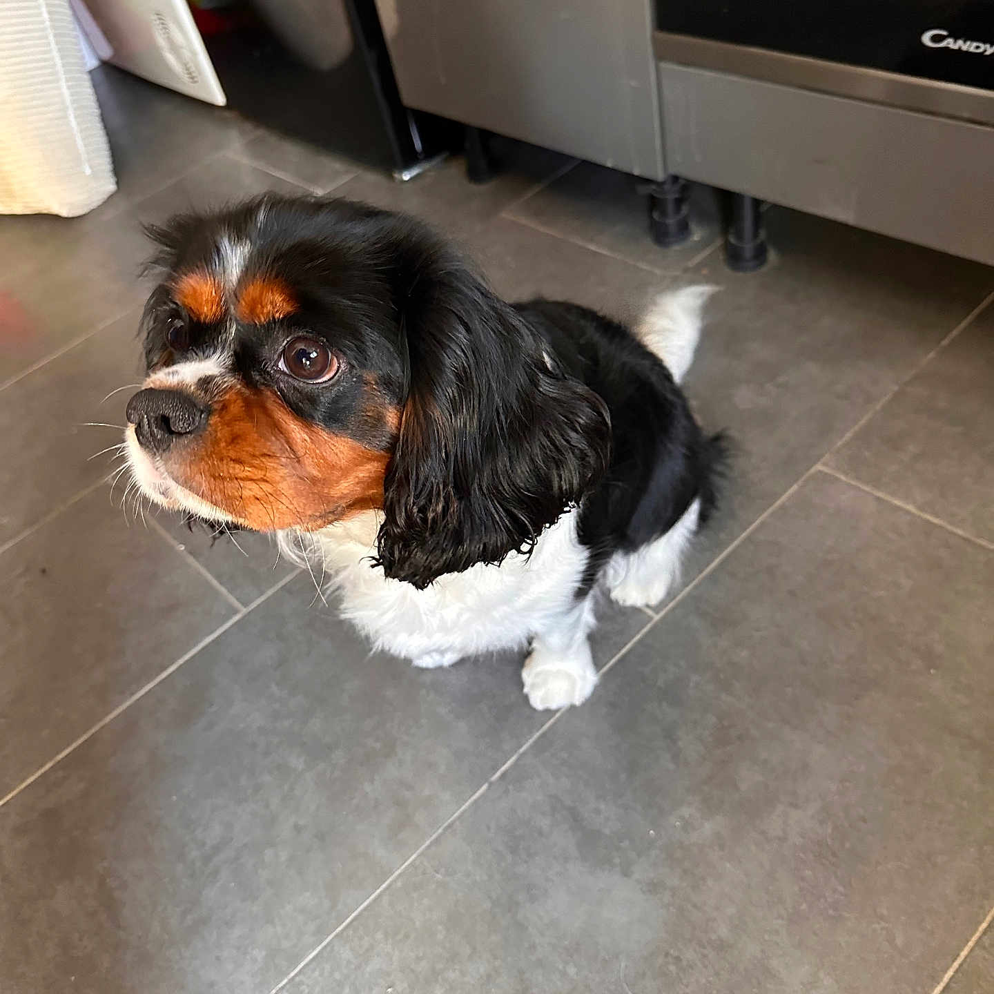 Ukie a rejoint le concours — aidez-le/la à gagner de superbes lots ! animal, appliance, beagle, canine, cockerspaniel, device, dog, dogbed, electricaldevice, hound, microwave, oven, papillon, pet, puppy, slate, snout, terrier, tile