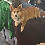Annie is registered to the contest to win money with this photo: animal, blanket, brown, corgi, couch, cozy, cup, curious, dog, drink, furniture, indoor, leather, living_room, person, pet, relaxing, seated, table, white