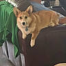 animal, blanket, brown, corgi, couch, cozy, cup, curious, dog, drink, furniture, indoor, leather, living_room, person, pet, relaxing, seated, table, white