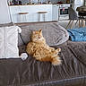 Myrtille participe au concours pour gagner de l'argent avec cette photo : cat, orange_cat, fluffy, couch, sofa, cushion, living_room, indoor, pet, relaxed, furniture, modern_kitchen, stool, table, chair, blanket, home_interior, domestic_animal, cozy, houseplant