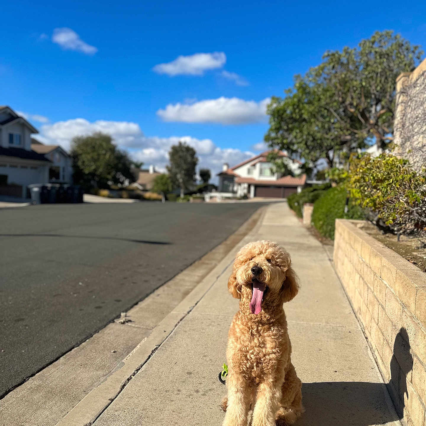 Ace joined the competition — help win amazing prizes! blue_sky, bushes, canine, clouds, curly_fur, daytime, dog, golden_doodle, happy, house, outdoor, pet, residential_area, shadow, sidewalk, suburban, sunny, tongue_out, trees, walking_path