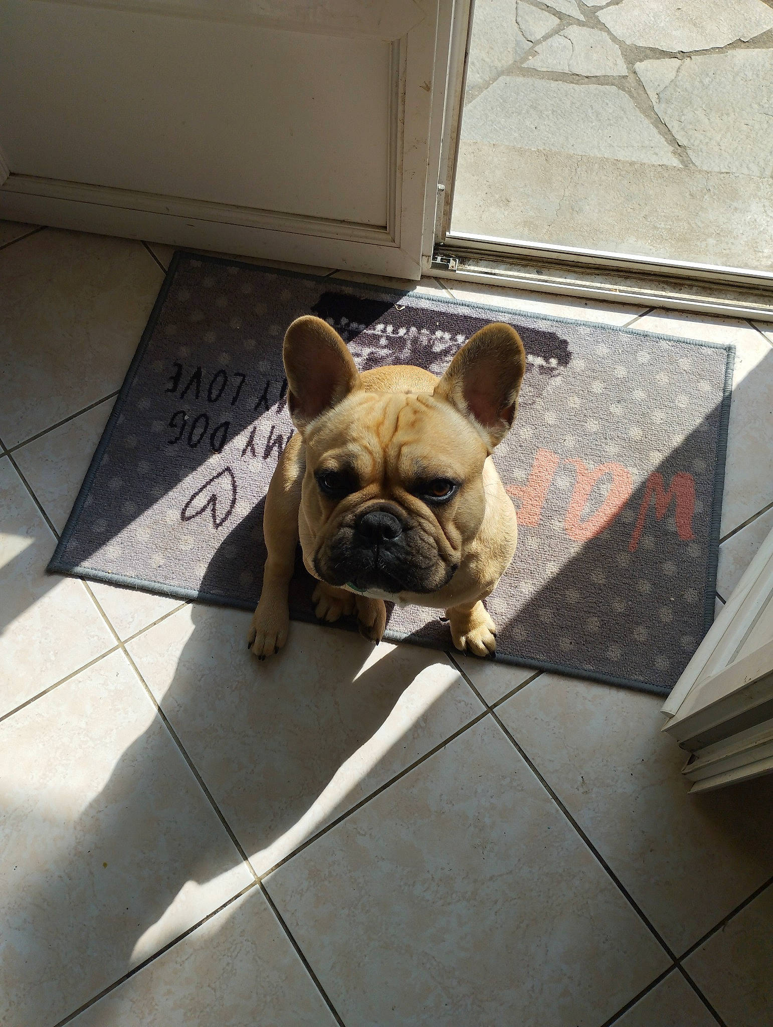 Tocho a rejoint le concours — aidez-le/la à gagner de superbes lots ! bulldog, canidae, carnivore, companion_dog, dog, dog_breed, dog_collar, fawn, floor, flooring, french_bulldog, grass, non_sporting_group, road_surface, snout, sporting_group, terrestrial_animal, toy_dog, working_animal, wrinkle