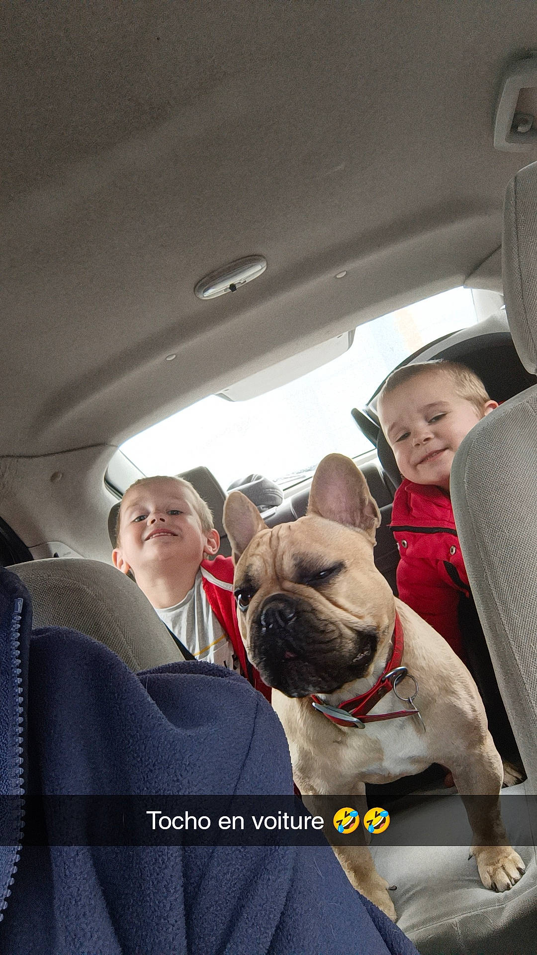 Tocho a rejoint le concours — aidez-le/la à gagner de superbes lots ! auto_part, automotive_design, bulldog, canidae, car, car_seat, car_seat_cover, carnivore, comfort, companion_dog, dog, dog_breed, family_car, fawn, head_restraint, smile, snout, sporting_group, toy_dog, vehicle_door