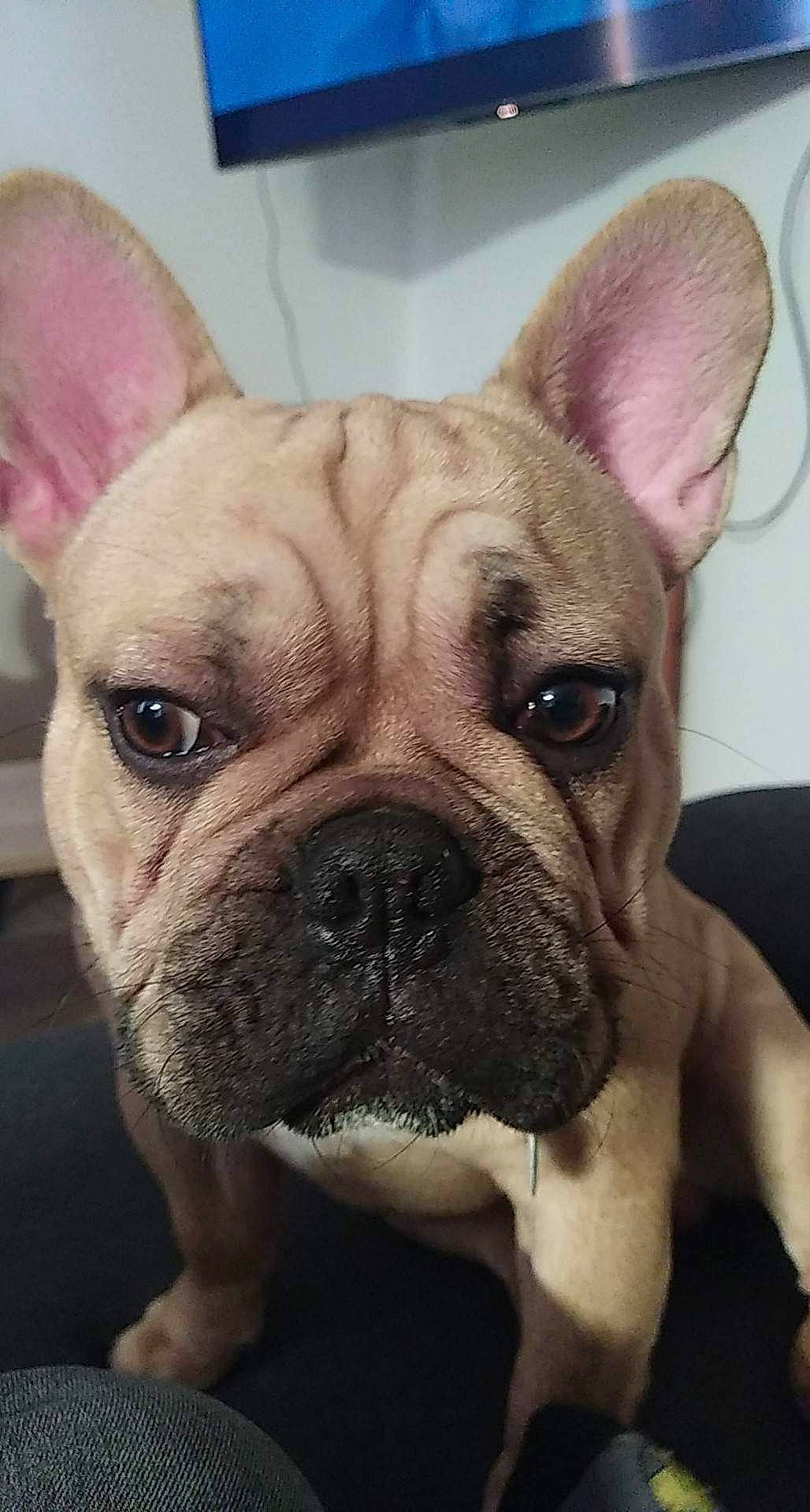 Tocho participe au concours pour gagner de l'argent avec cette photo : bulldog, canidae, carnivore, close_up, comfort, companion_dog, dog, dog_breed, ear, fawn, french_bulldog, mammal, snout, sporting_group, terrestrial_animal, toy_dog, vertebrate, whiskers, working_animal, wrinkle