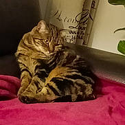Talya a rejoint le concours — aidez-le/la à gagner de superbes lots ! cat, tabby_cat, sofa, blanket, indoor, furniture, curtain, plant, pet, fur, striped, relaxed, animal, cozy, resting, domestic, mammal, whiskers, claws, ears