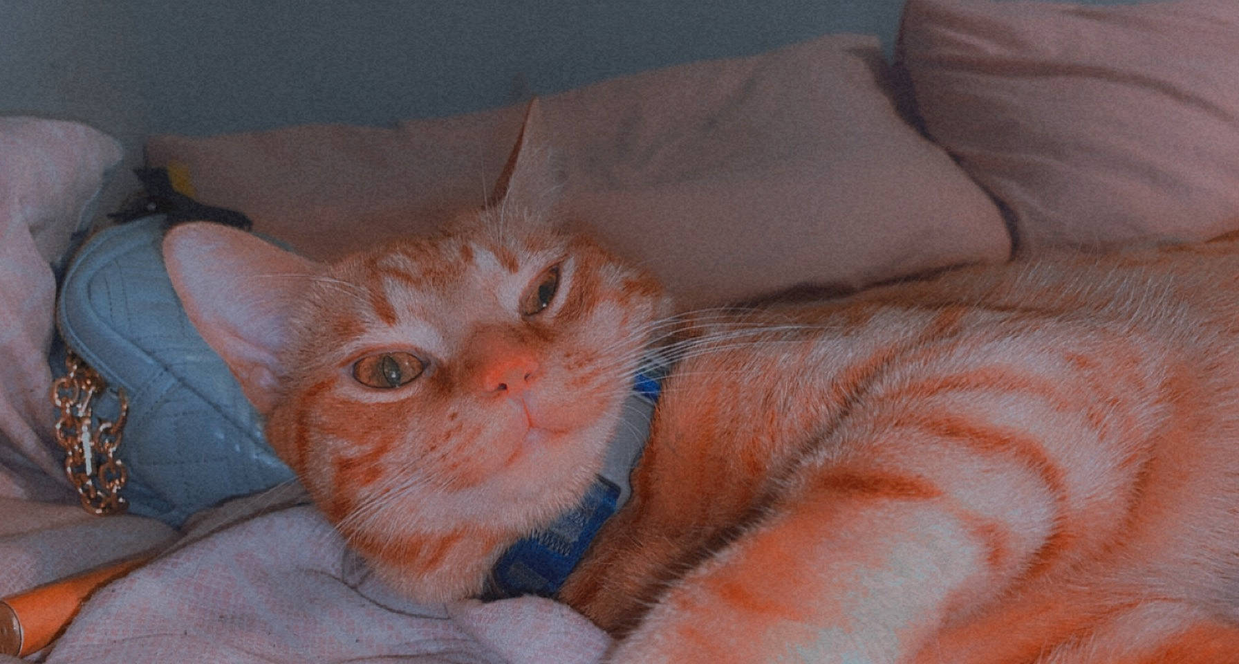 Titch joined the competition — help win amazing prizes! bed, carnivore, cat, cat_bed, claw, comfort, couch, domestic_short_haired_cat, ear, fawn, felidae, fur, linens, paw, peach, small_to_medium_sized_cats, snout, tail, whiskers, wool