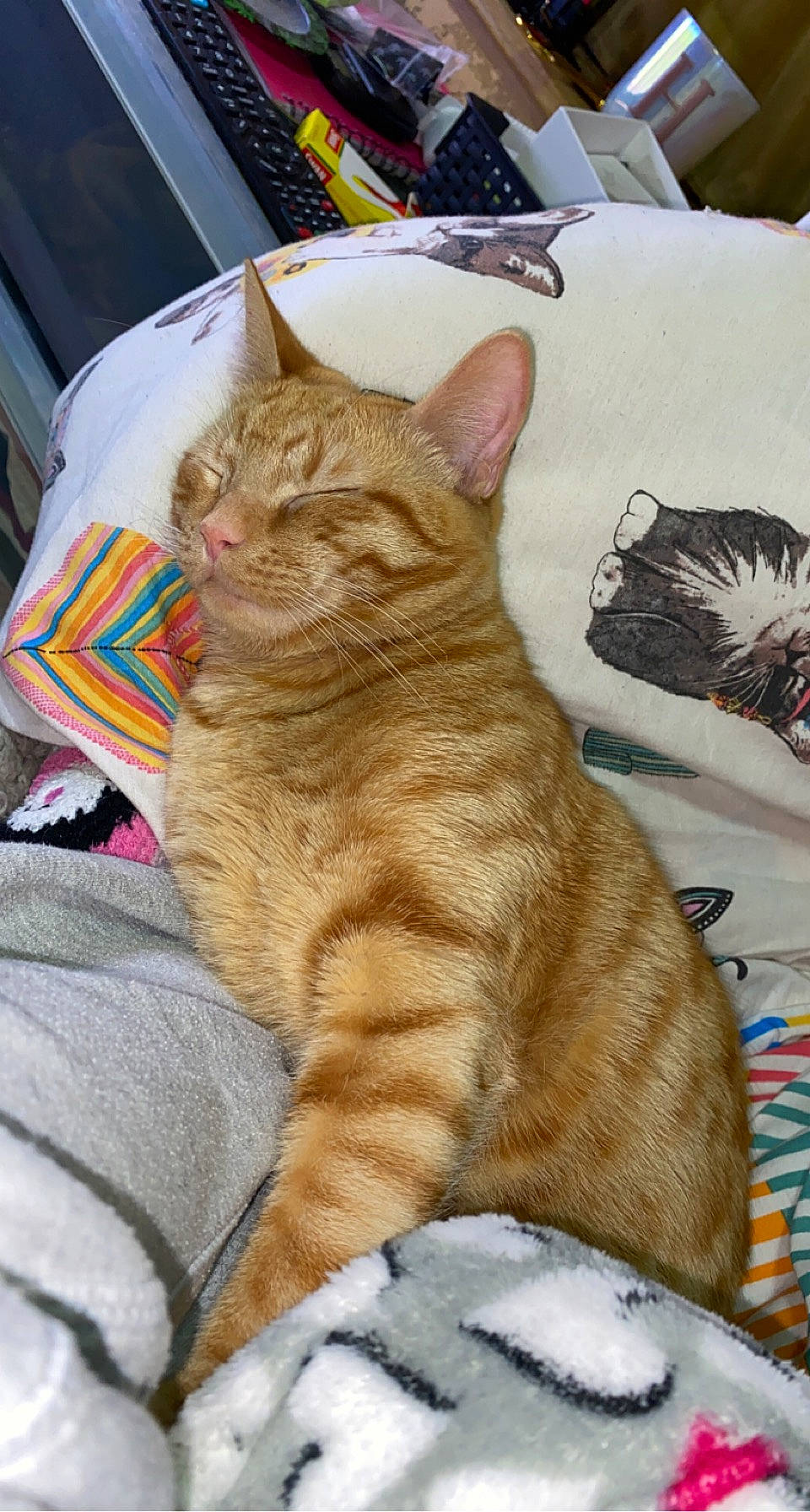 Titch is registered to the contest to win money with this photo: art, carnivore, cat, claw, comfort, domestic_short_haired_cat, fawn, felidae, fur, linens, nap, paw, sitting, small_to_medium_sized_cats, snout, tail, terrestrial_animal, whiskers, wildlife, wrinkle